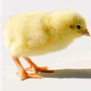 Commercial Day Old Ross 308 broilers- Agrited Brand