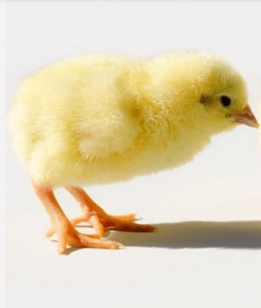 Commercial Day Old Ross 308 broilers- Agrited Brand