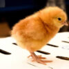 Day-Old Pullets | ISA Brown