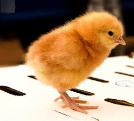 Day-Old Pullets | ISA Brown