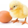 Commercial Day-Old Broilers [Arbor Acres Plus]CHI Brand 