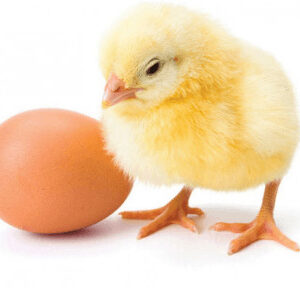 Commercial Day-Old Broilers [Arbor Acres Plus]CHI Brand 
