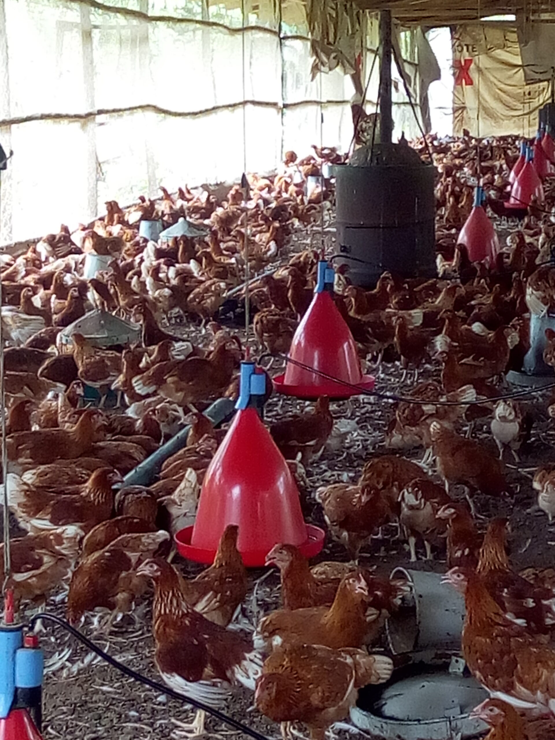 POINT OF LAYS HENS POINT OF LAY HENS