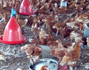 layer farm for egg production