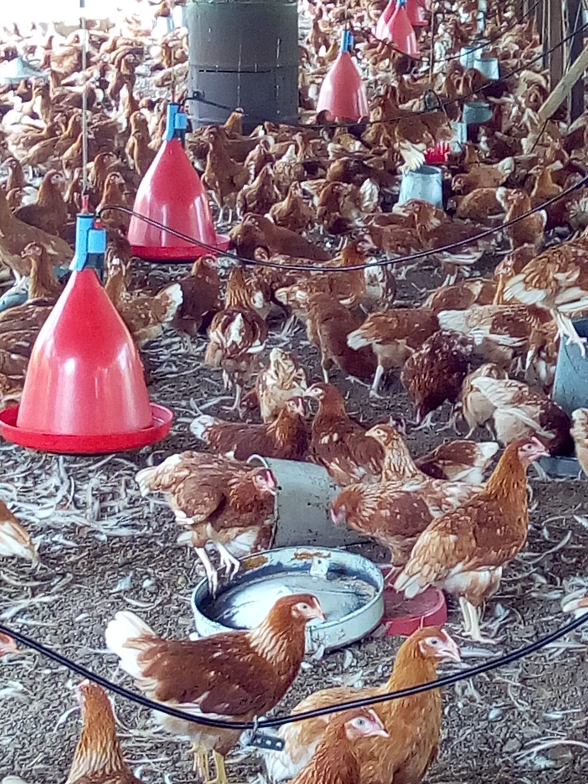 layer farm for egg production