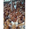 Point of Lay Hens