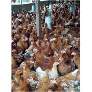 Point of Lay Hens
