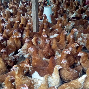 Point of Lay Hens