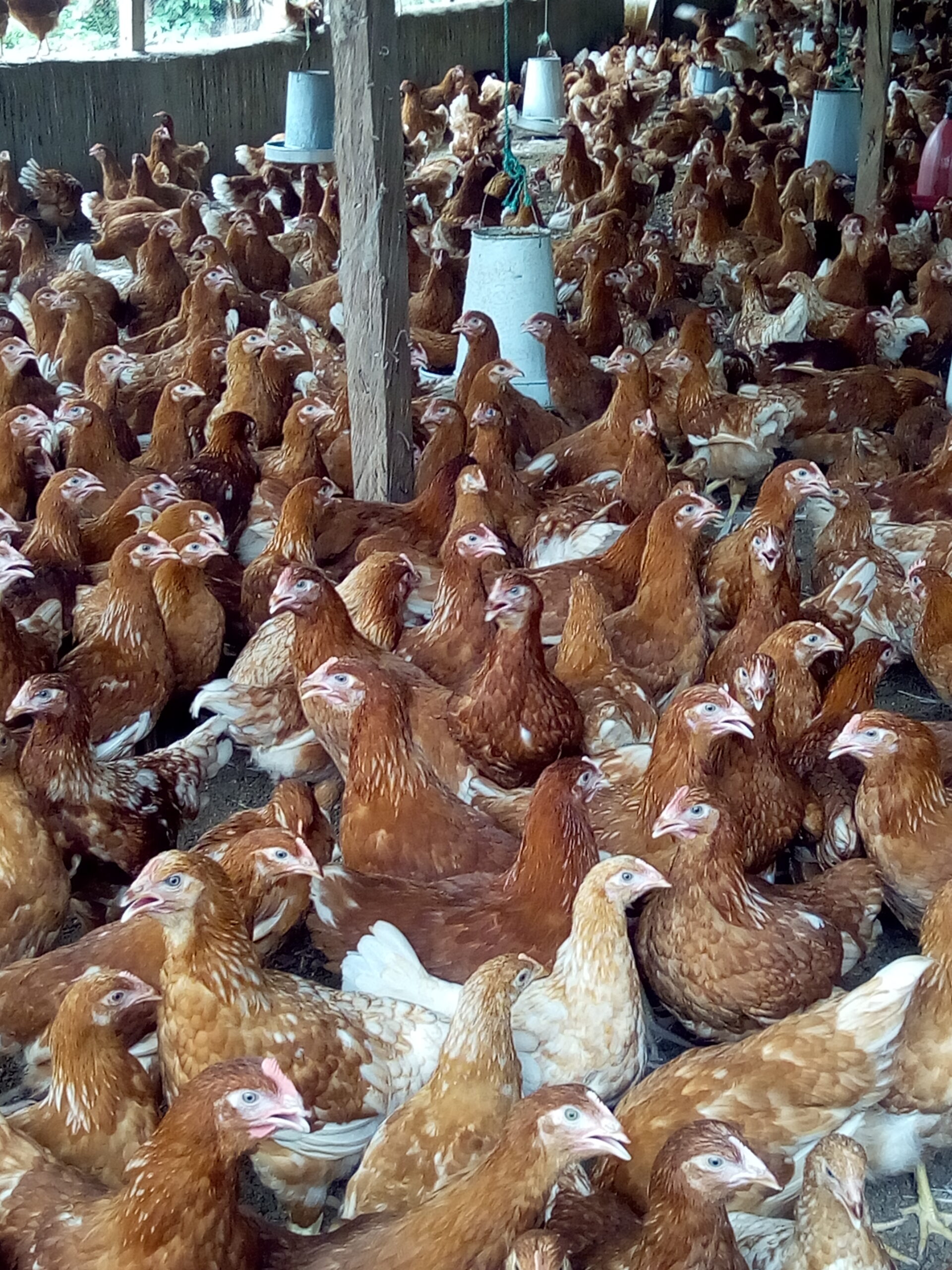 Point of Lay Hens
