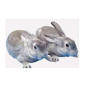 Standard-Pure-Breed-Chinchilla-Rabbits