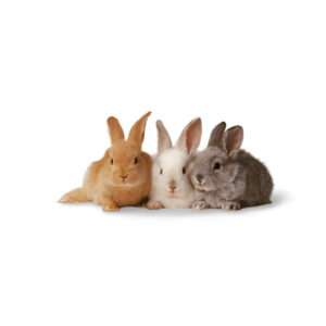 Pure Breed Chinchilla Rabbits i
