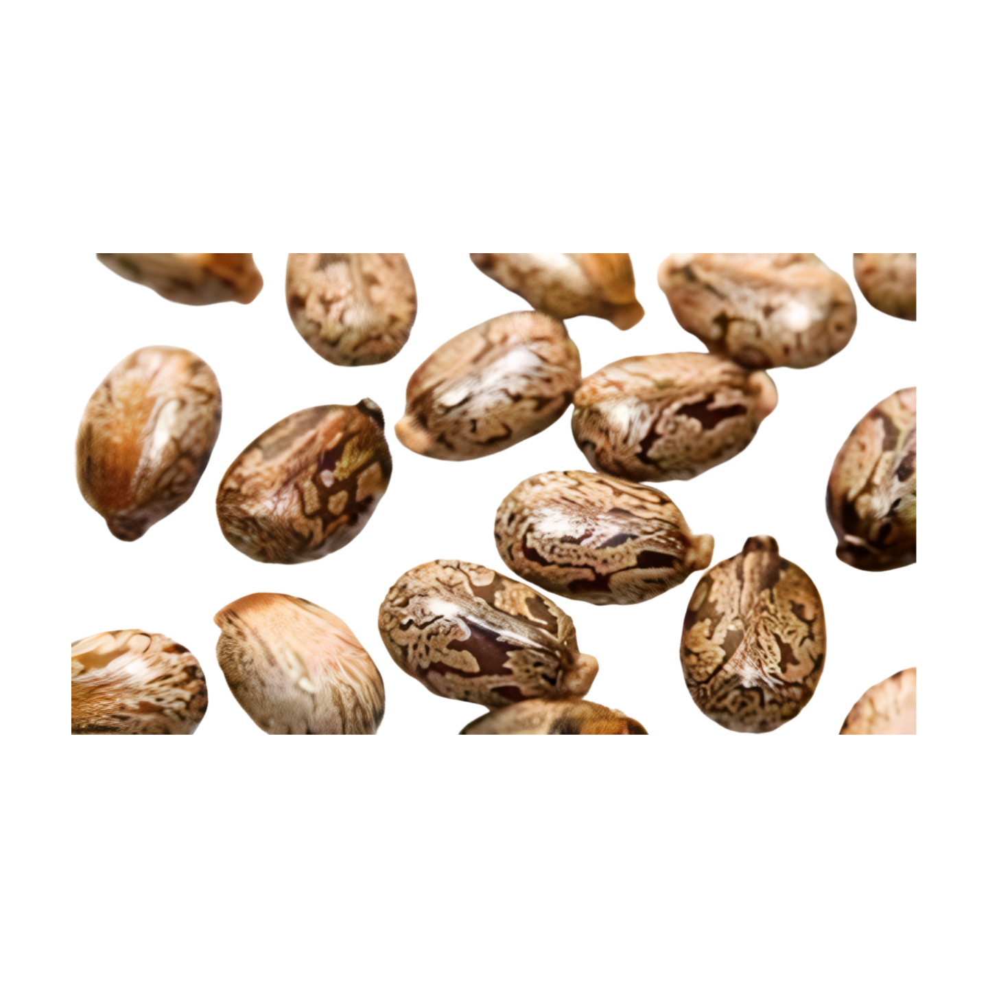 Premium Castor Seed