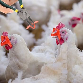 Illustration representing the careful management of poultry through debeaking for bird welfare and cannibalism prevention