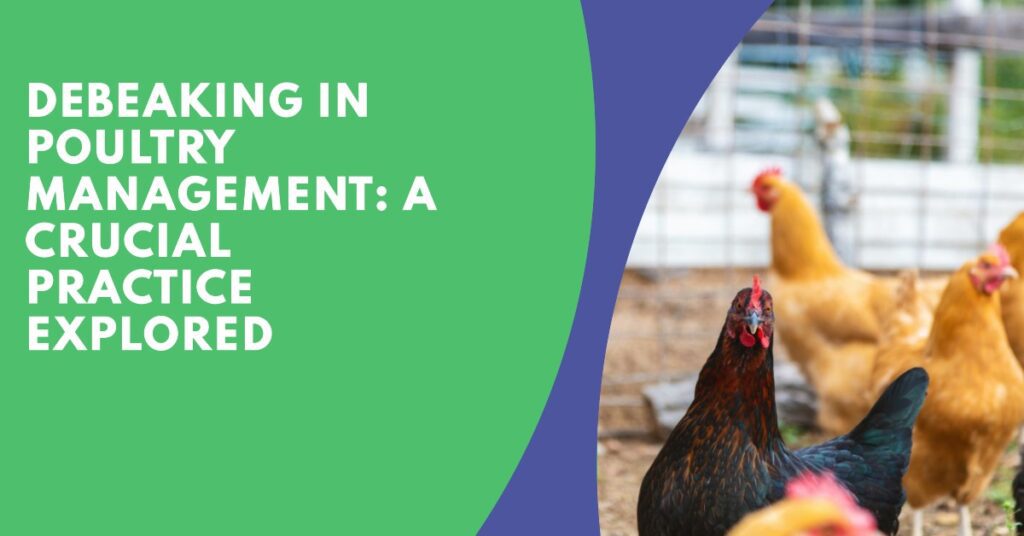 Debeaking in Poultry Management: A Crucial Practice Explored