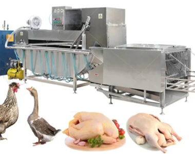 Simple Guide and Benefits of Using Defeathering Machines -Vertical Chicken Plucker Machine