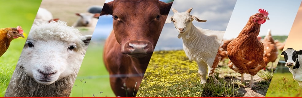 best livestock breeds in nigeria and africa