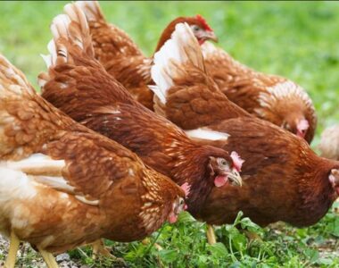 Hens