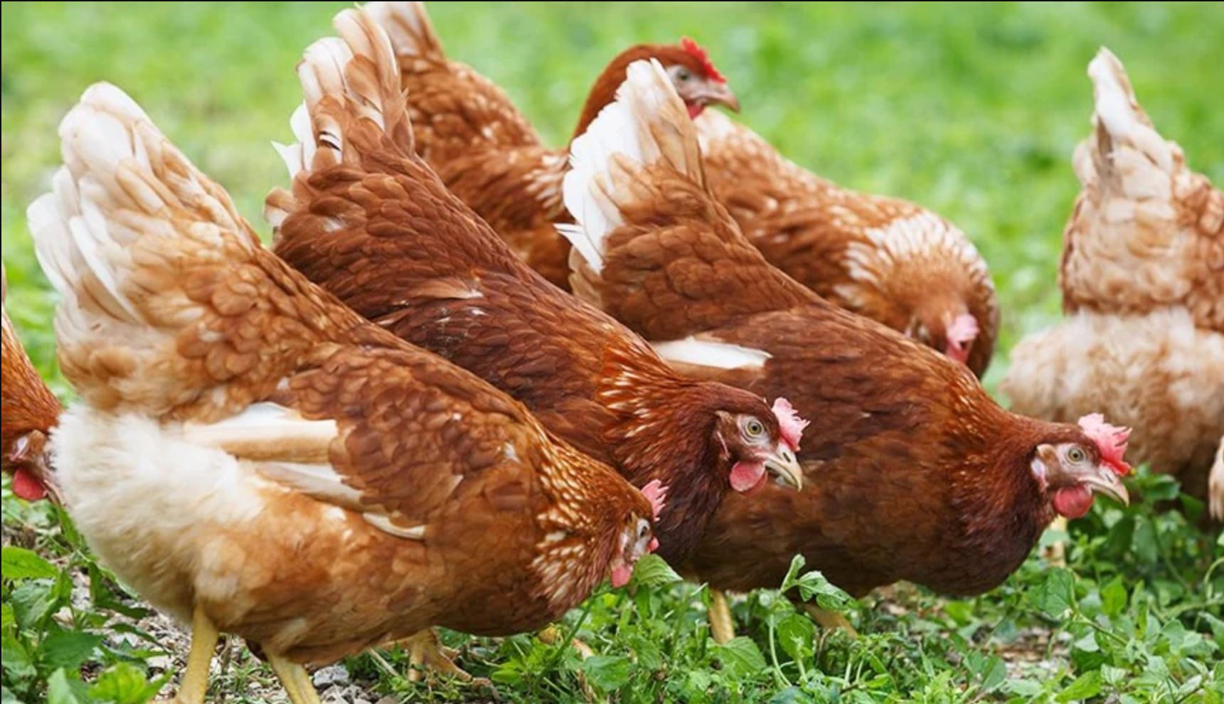 Hens
