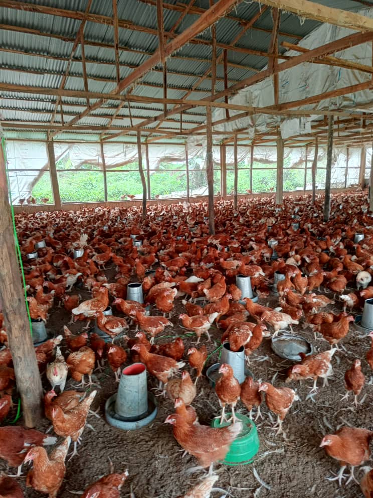 ISA Brown Point of lay hens