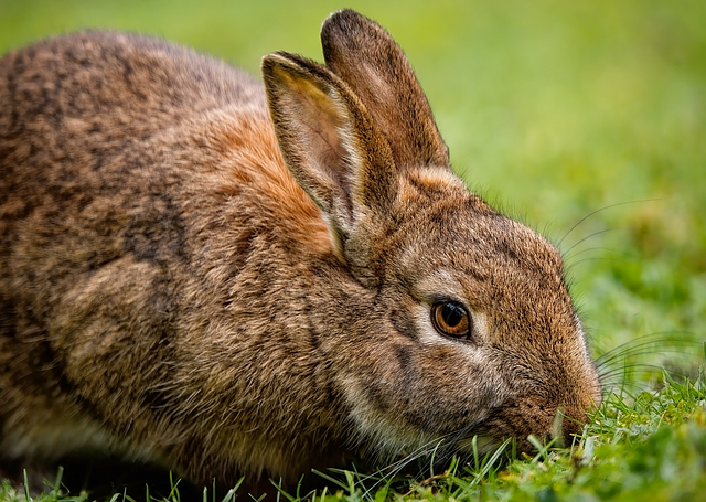 Rabbit farming in Nigeria