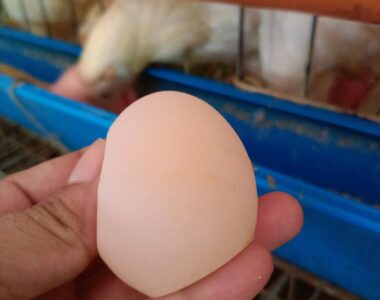 soft shell eggs in layer chickens