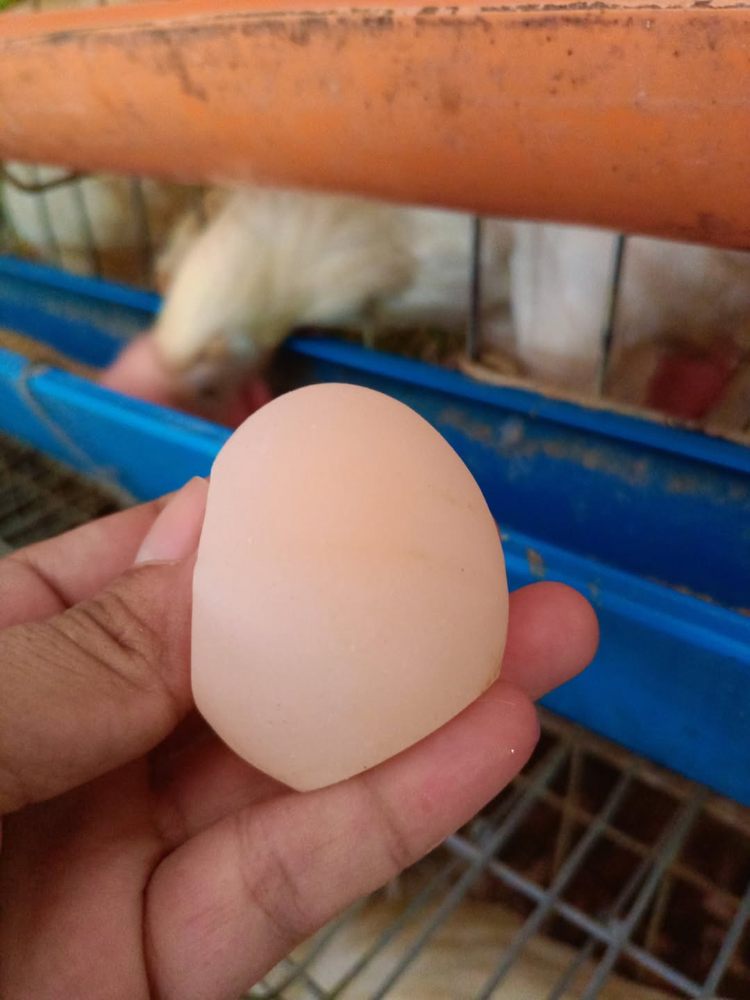 soft shell eggs in layer chickens