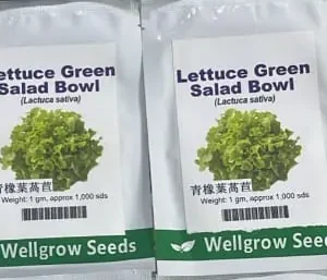 Green Salad Bowl lettuce Seeds