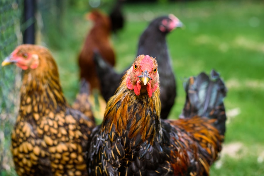 The Ins and Outs of Culling in Poultry Production: A Comprehensive Guide