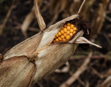 Corncobs for Nigerian farmers