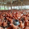ISA Brown Ready to Lay hens