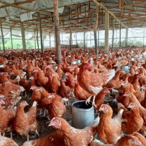 ISA Brown Ready to Lay hens