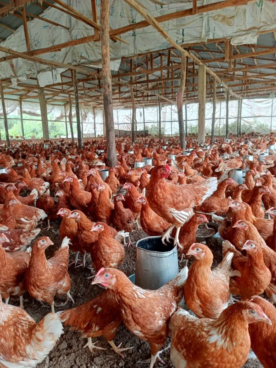 ISA Brown Ready to Lay hens