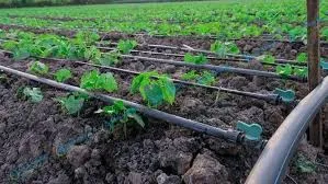 Drip Irrigation Tape