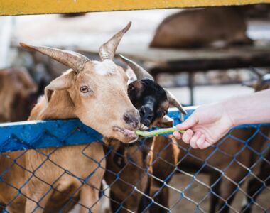 Goat vaccination in Nigeria
