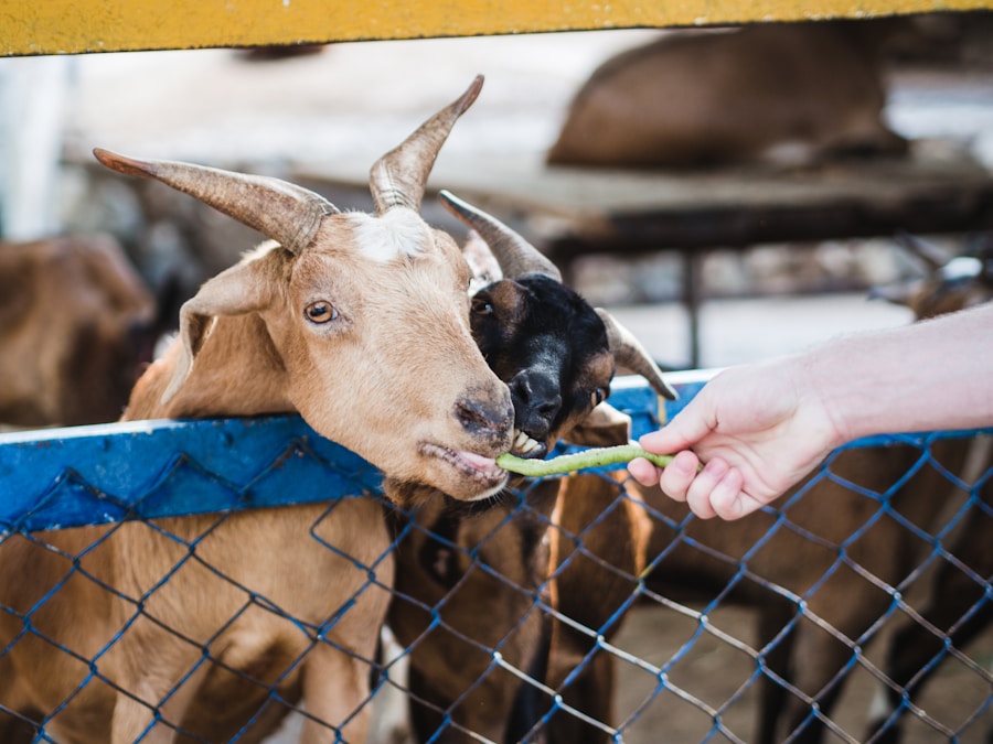 Goat vaccination in Nigeria