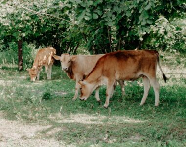 Pawpaw seeds for livestock