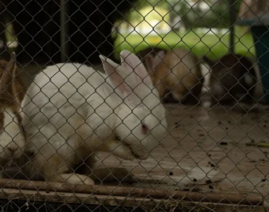 Rabbit Farming