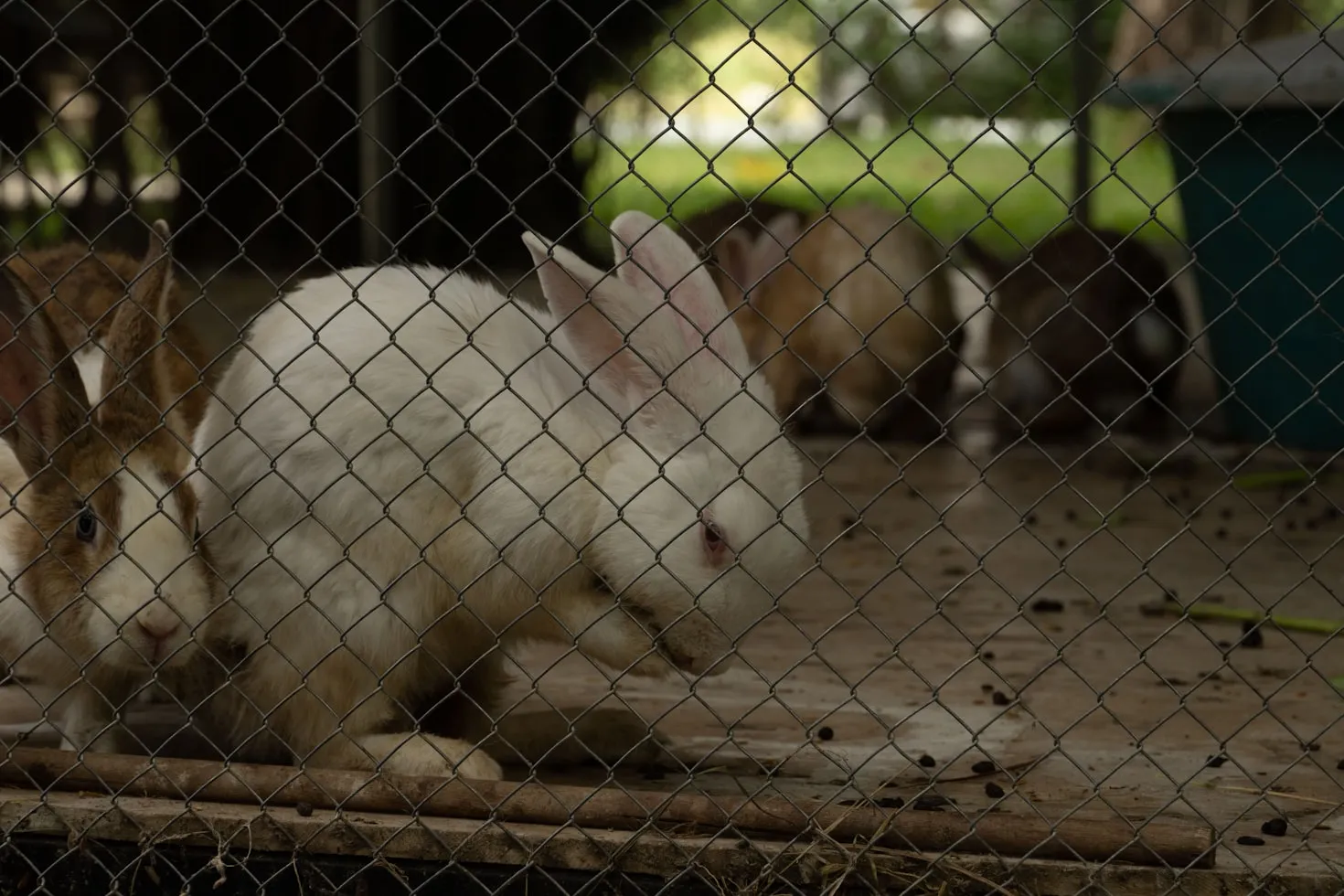 Rabbit Farming