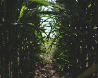 Shielding Your Maize Crops: Effective Prevention Methods for Common Diseases