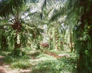 Exploring the Lucrative World of Oil Palm Production in Nigeria: A Beginner's Guide