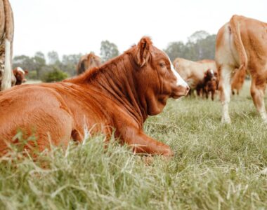 A Comprehensive Guide to Understanding Bloat in Livestock