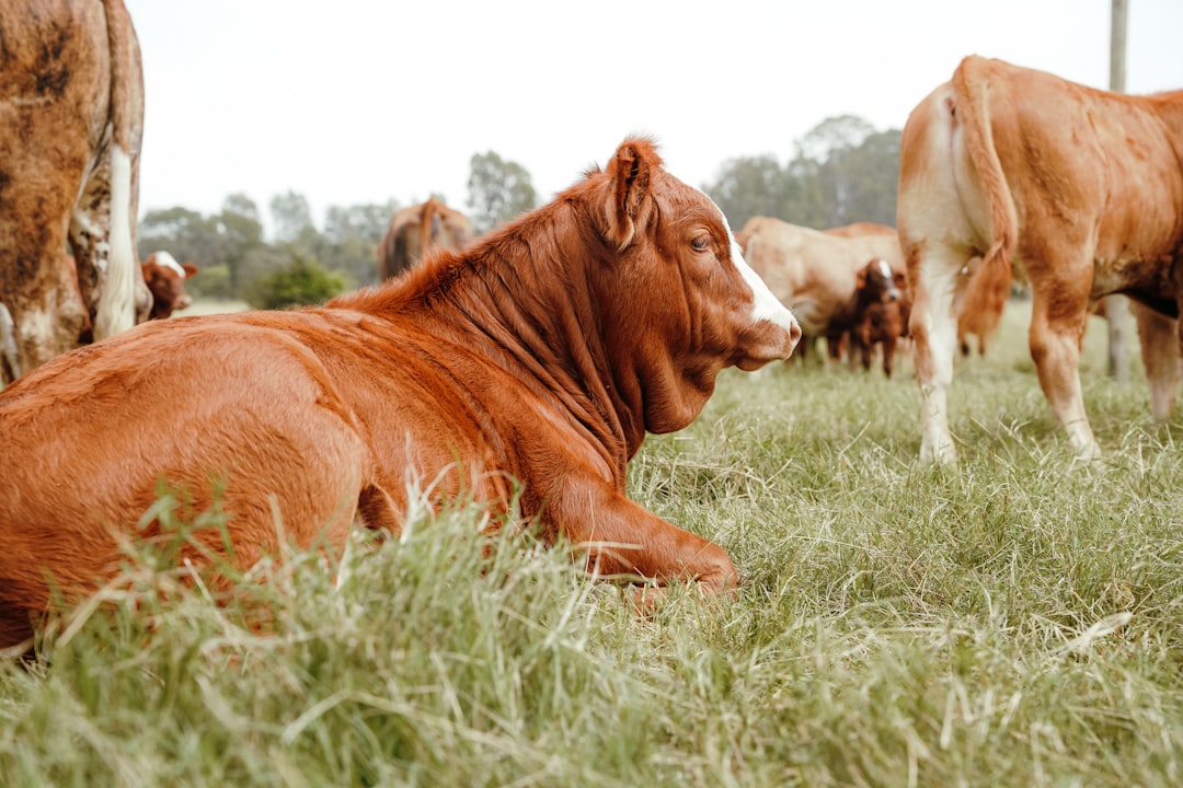 A Comprehensive Guide to Understanding Bloat in Livestock