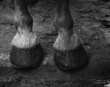 The Ultimate Guide to Preventing Foot Rot in Livestock