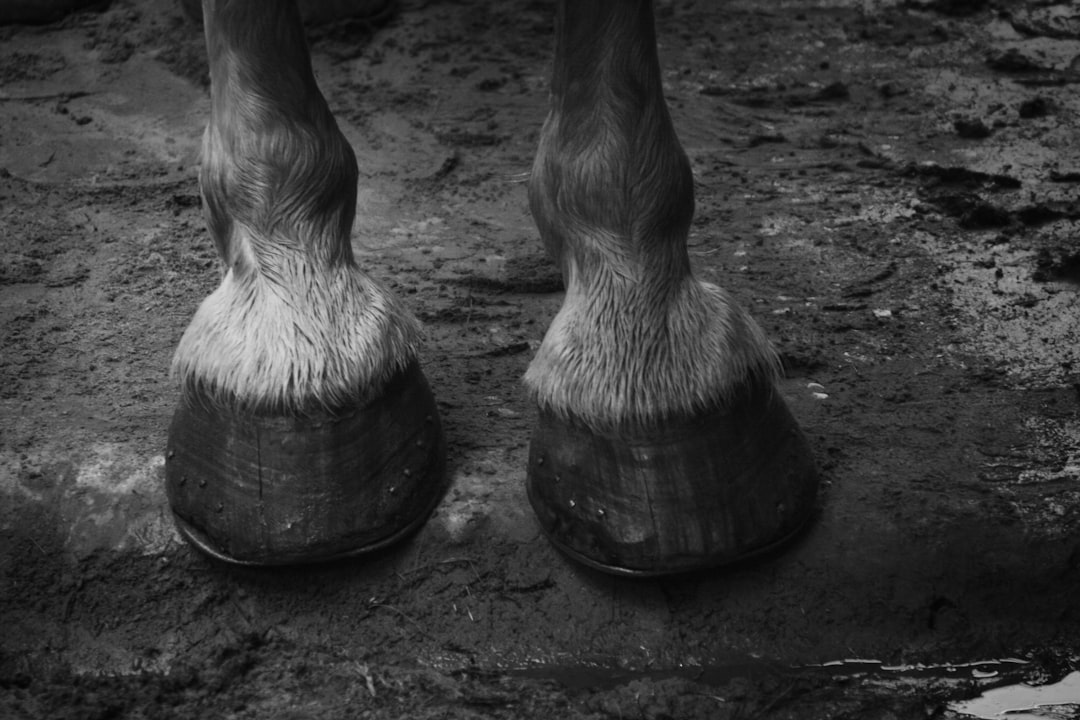 The Ultimate Guide to Preventing Foot Rot in Livestock