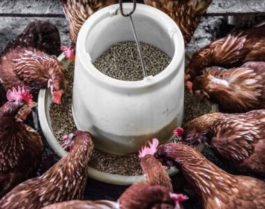 From Chicks to Layers: The Essential Diet for Point of Lay Chickens