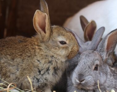 Power of Rabbit Urine Fertilizer: The Ultimate Guide
