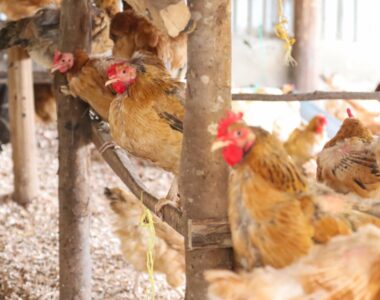 Hot Tips for Managing Heat Stress in Poultry Farming