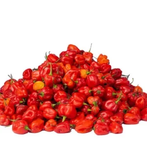 Fresh Habanero Pepper - 10KG | EXPORT READY