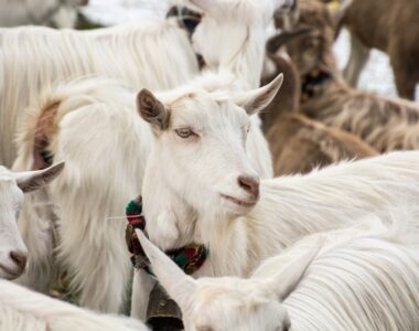 The Ultimate Guide to Stocking in Goat Farming Business