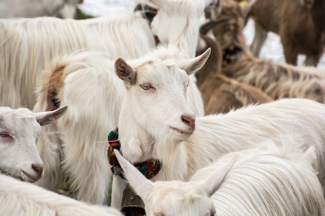 The Ultimate Guide to Stocking in Goat Farming Business